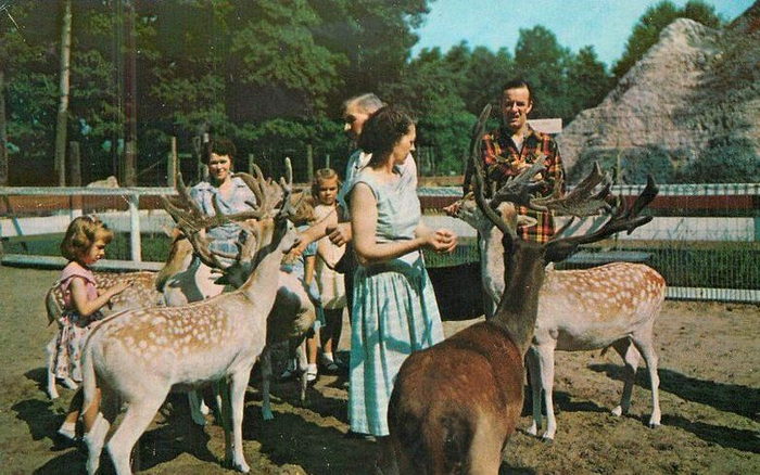 Deer Forest - Vintage Postcard